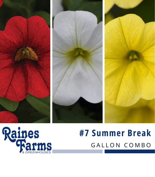 #7: Summer Break Gallon Combo Pot